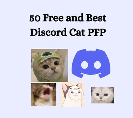 Cute Cats PFP: The Ultimate Collection of Aesthetic and Funny