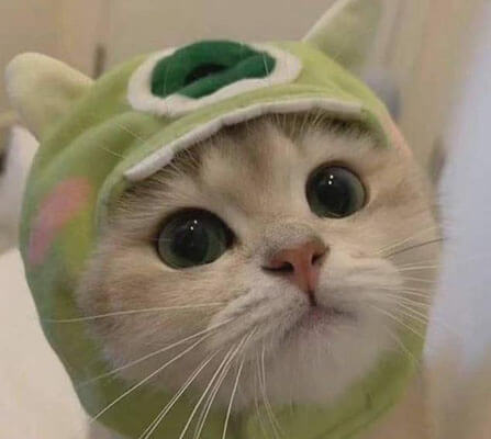 Aesthetic Cat PFP for Discord  6