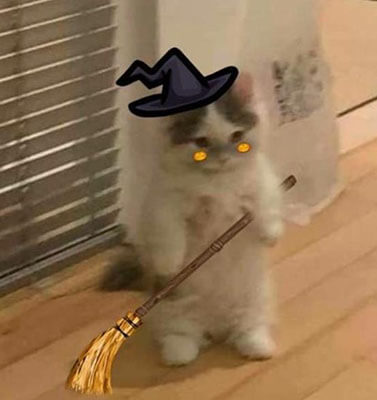 Funny Cat PFP for Discord 3