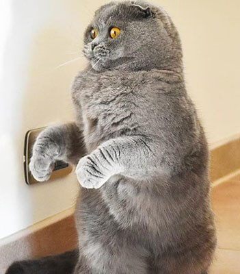 Funny Cat PFP for Discord 5