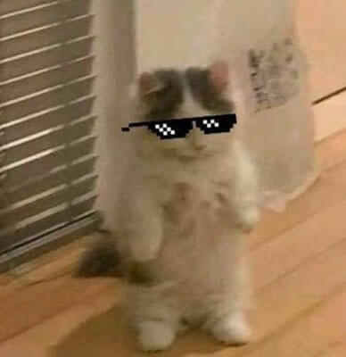 Funny Cat PFP for Discord 7
