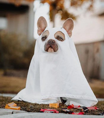 Cute, Spooky Dog