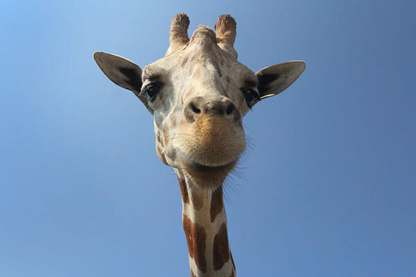 Funny Giraffe